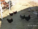 colorado, co, ranch, farm, feeding, animals, pvr, pictures, photoes, chickens